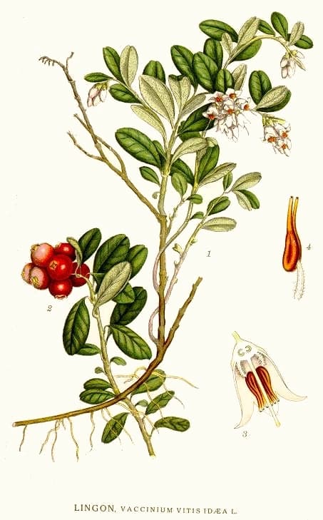 Брусника (Брусніцы) — Vaccinium vitis-idaea